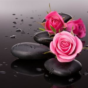 Meet your Posher, Rose